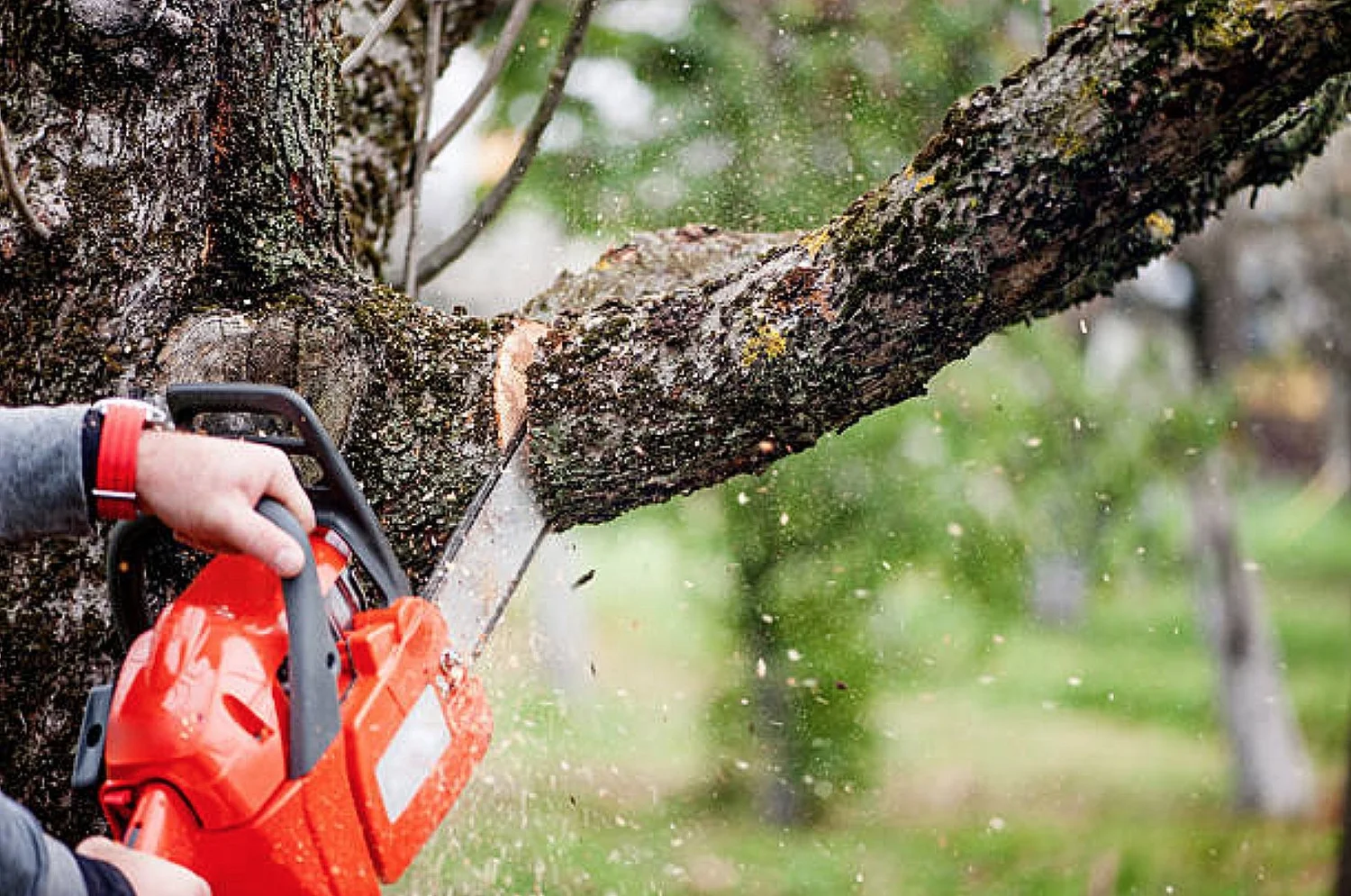 trim trees away from the roof 